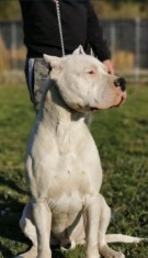 Vand Dog Argentinian foto