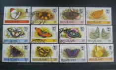 CN SWAZILAND FLUTURI foto