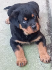 Pui rottweiler foto