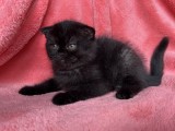 Pisoiaș de Elită, rasă pură Scottish Fold, cu Pedigree - poze reale
