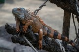 Tablou Canvas, "Iguana odihnindu-se pe ramuri uscate", Iguana, Scorbură, Solzi, Ramură, Observare, Natură, Relaxare, Echilibru, Textură, 39 x 26 cm, C