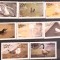 Oman, pasari, flamingo, pelican, pinguin, porumbel, barza, 8v. nestampilate