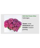 Blo.Hortensia NHS Red Power Blue 28