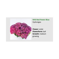 Blo.Hortensia NHS Red Power Blue 28