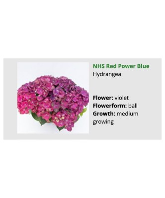 Blo.Hortensia NHS Red Power Blue 28 foto