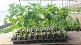 Rasad | Rasaduri legume ardei rosii castraveti vinete salata telina 2025