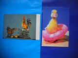 HOPCT LOT NR 395 PASARI DOMESTICE -FAUNA-2 CARTI POSTALE-NECIRCULATE, Circulata, Printata