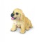 Golden Retriever Pui S Collecta
