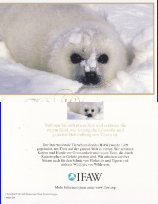 Ilustrata animale- Felicitare cu foca foto