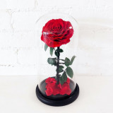 Trandafir Criogenat rosu bonita &Oslash;9,5cm in cupola 17x28cm
