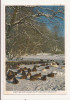 ND1 - Carte Postala - OLANDA - Harry Douwes fotograaf , circulata 1984, Fotografie