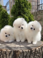 Pomeranian 2 baieti si o fetita disponibili