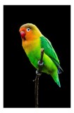 Tablou Canvas, "Papagal viu colorat pe creangă subțire", Vibrant, Exotic, Parrot, Perched, Colorful, Stunning, 26 x 39 cm, CMCLASS