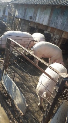 Vand porci pentru Crăciun foto