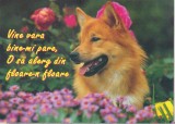 Bnk cp Felicitare - Vine vara bine-mi pare , /O sa alerg din floare-n floare - catel