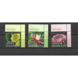 MOLDOVA 2022 CACTUSI