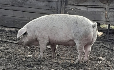 Porc de vanzare( femela) foto