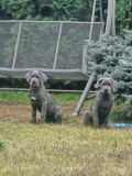 Cane corso