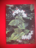 HOPCT 87011 CLERODENDRON/CLERODENDRON THOM-CARTE POSTALA FLORI RUSIA-NECIRCULATA, Printata