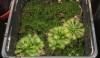 Seminte de planta carnivora (din cadrul complexului drosera spatulata)