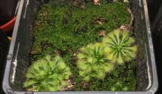 Seminte de planta carnivora (din cadrul complexului drosera spatulata)