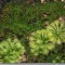 Seminte de planta carnivora (din cadrul complexului drosera spatulata)