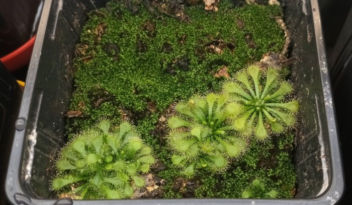 Seminte de planta carnivora (din cadrul complexului drosera spatulata)