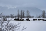 Tablou Canvas, "Zimbrii pășun&acirc;nd &icirc;n zăpada iernii", Bivoli, Zăpadă, Copaci, Munți, Iarnă, Cer &Icirc;nnorat, Natură, Peisaj, Pășune, Frig, 39 x 26 cm, CMCLA