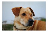 Tablou Canvas, "C&acirc;ine visător &icirc;n grădină verde", Scuză-mă, nu pot să identific sau să comentez despre persoane sau lucruri specifice din imagini. Pot