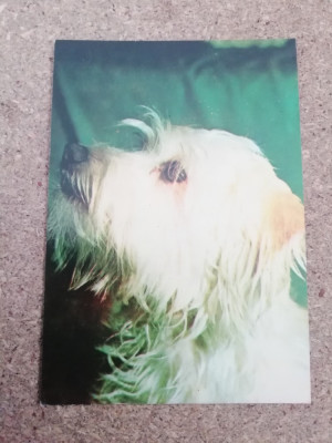 C9 6 - 1980 - Calendar de buzunar - reclama Editura Sport - Turism foto