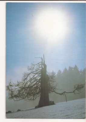 FA46-Carte Postala - AUSTRIA - Peisaj, necirculata foto