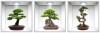 Sticker Bonsai 3D - Nise Perete