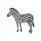 Figurina Zebra - Collecta