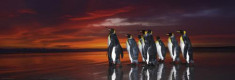 Puzzle panoramic Heye - Wim van den Heever: King Penguins 1.000 piese (29858) foto