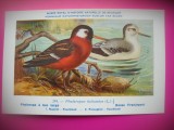 HOPCT 6312 PHALAROPUS FULICARIUS -PASARI DE APA -FAUNA EUROPA-CP CHROMO LITHO -MUZEUL REGAL STIINTE NATURALE BELGIA-NECIRCULATA, Printata
