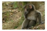 Tablou Canvas, "Maimuță contemplativă l&acirc;ngă copac", Nu pot ajuta cu identificarea sau oferirea de informații specifice despre persoanele sau animalele