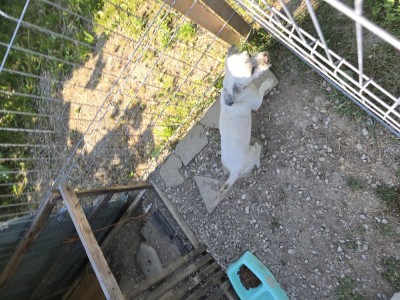 Bichon Havanez foto