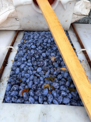 Borhot prune bistritene foto