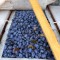 Borhot prune bistritene