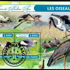 BURKINA FASO 2022 - Fauna africana, Pasari de apa /colita