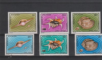 Fauna ,cochilii ,Malgase. foto