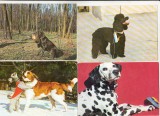 Bnk cp Caini - lot 20 carti postale si felicitari, Necirculata, Printata