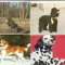bnk cp Caini - lot 20 carti postale si felicitari