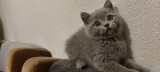 British Shorthair blue
