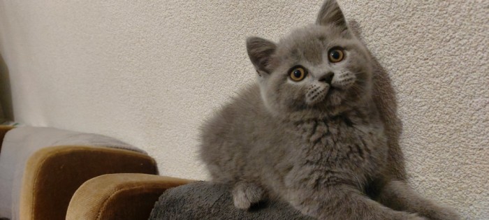 British Shorthair blue