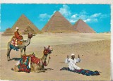 bnk cp Egipt - Conducator arab de camila rugandu-se langa piramide