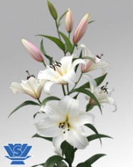 Bulbi =Crini Oriental parfumat -CRYSTAL BLANCA cu 8 Ron/2buc foto
