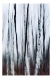 Tablou Canvas, "Dansul melancolic al mestecenilor", Pădure, Mesteacăn, Ceață, Verticalitate, Mister, Senzație, Vise, Abstracție, 26 x 39 cm, CMCLASS