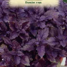 BUSUIOC ROSU RED BASIL 1 g