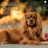Cavalier King Charles Spaniels - 2024 Square Wall Calendar